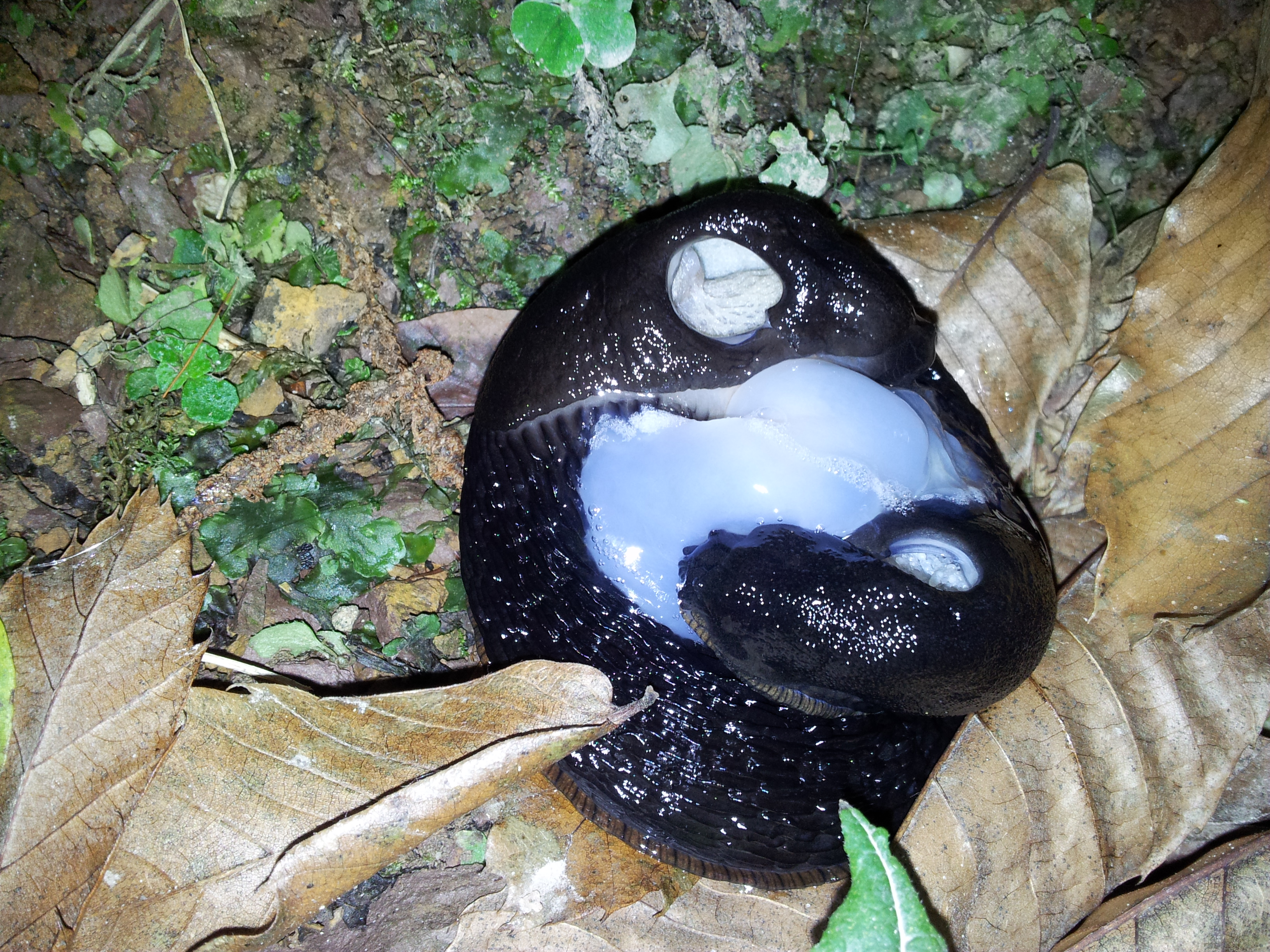 Lesmas copula Lesmas copula