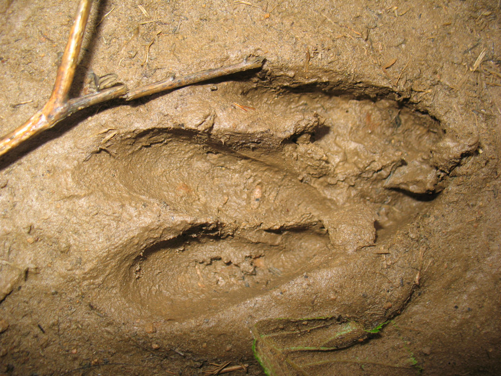 Pegadas de corzo Pegadas de corzo