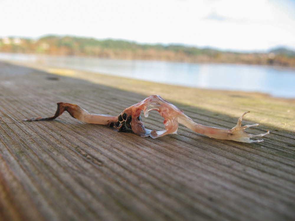 Depredación Depredación