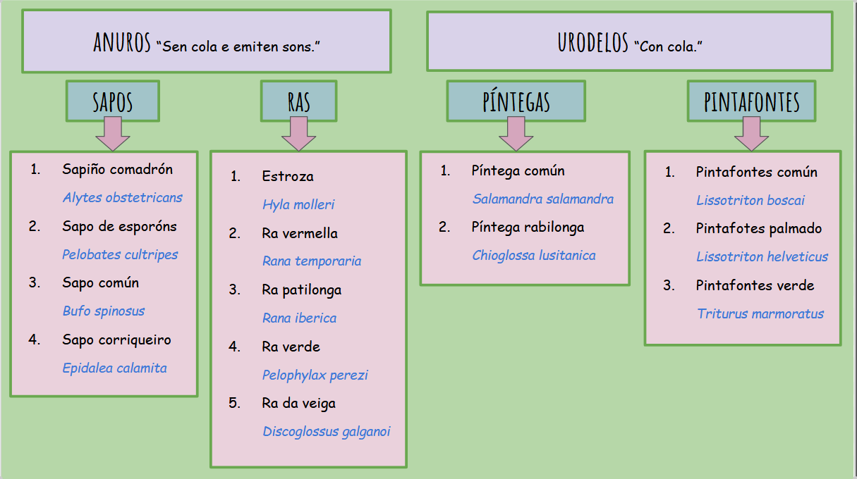 Clasificación anfibios