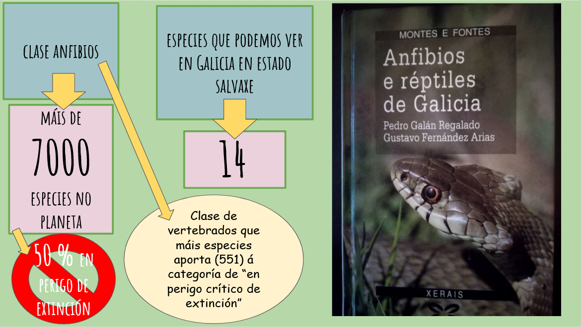 Esquema clase anfibios