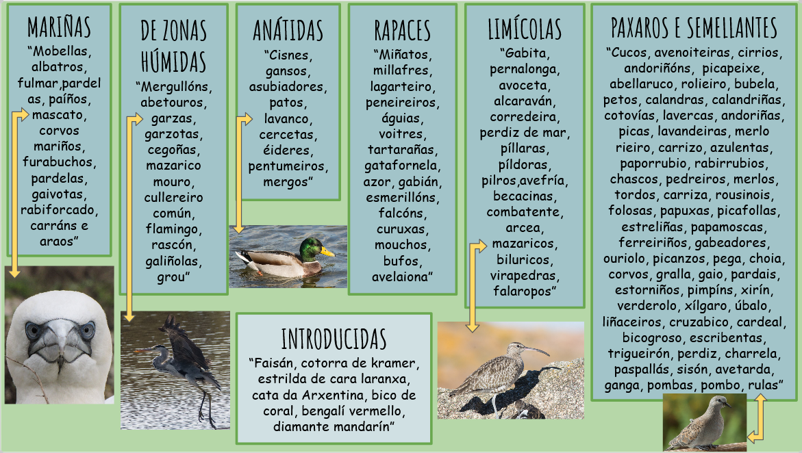 Clasificación aves