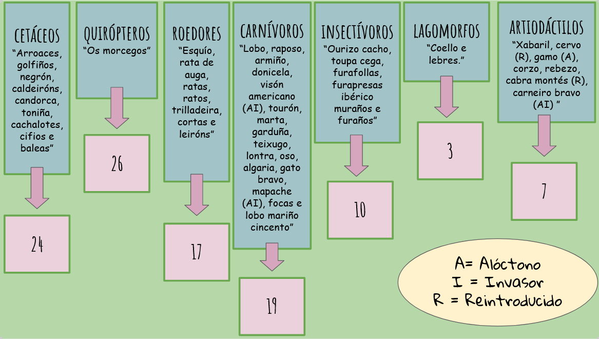 Clasificación mamíferos