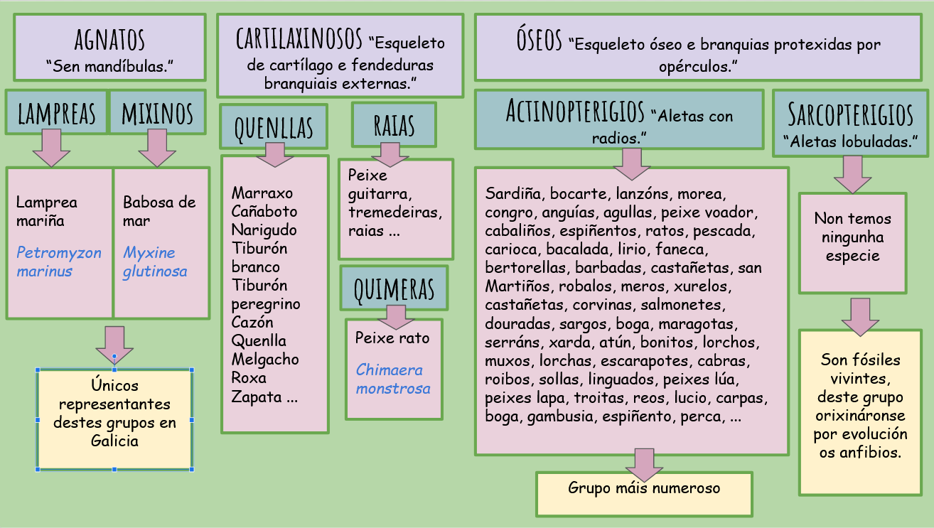 Esquema clasificación peixes