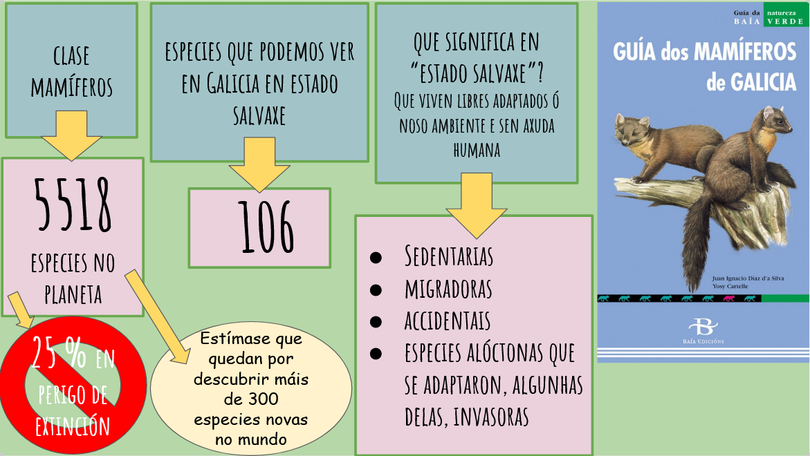 Esquema clase mamíferos