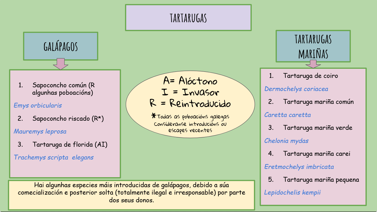 Clasificación réptiles