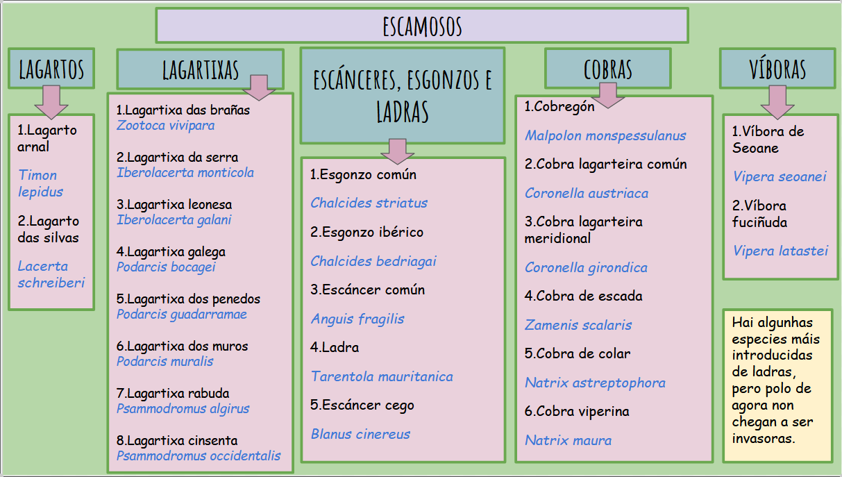 Clasificación réptiles