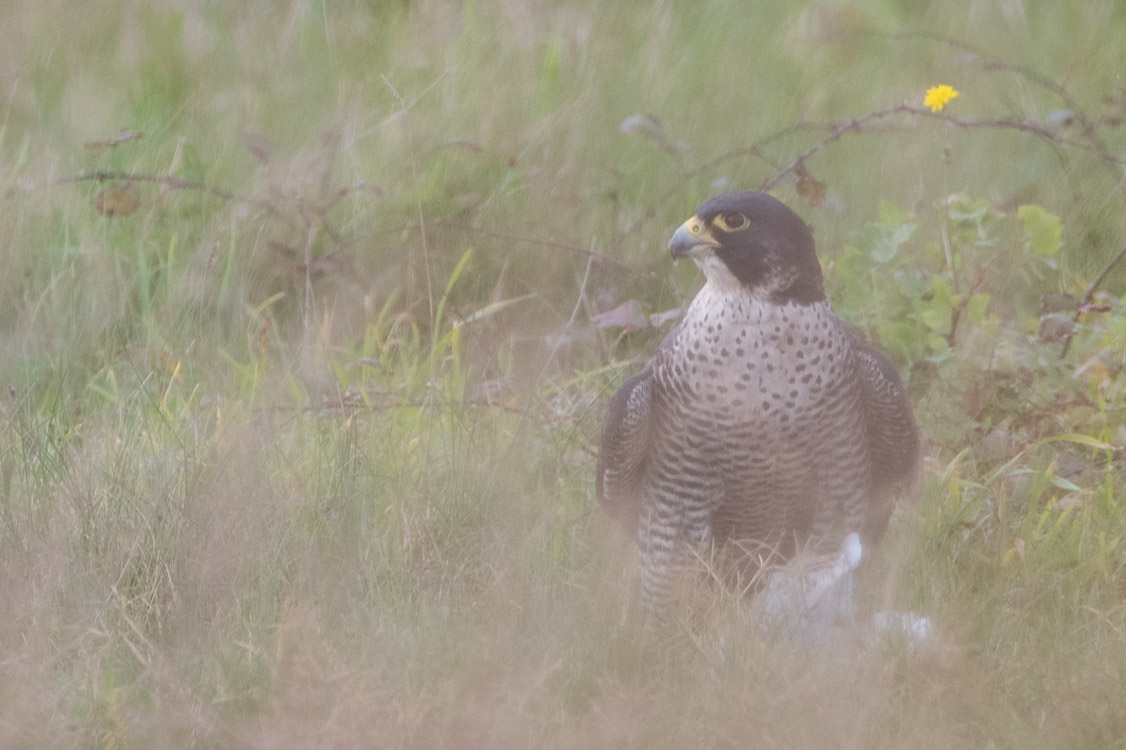 Falcón peregrino pousado