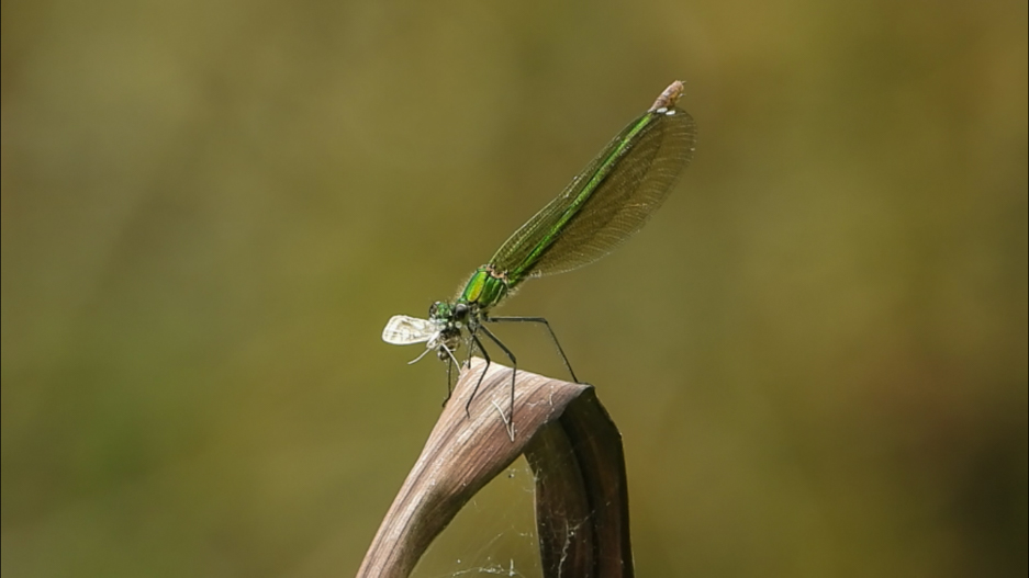 Gaiteiro bicolor