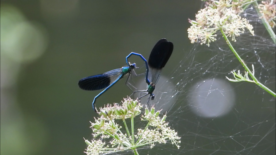 Gaiteiro bicolor