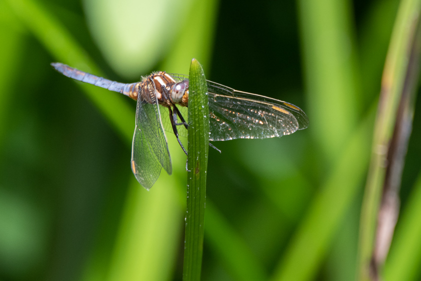 Libélula azul