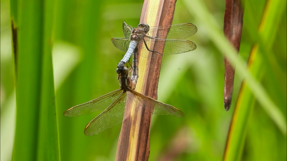 Libélula azul 