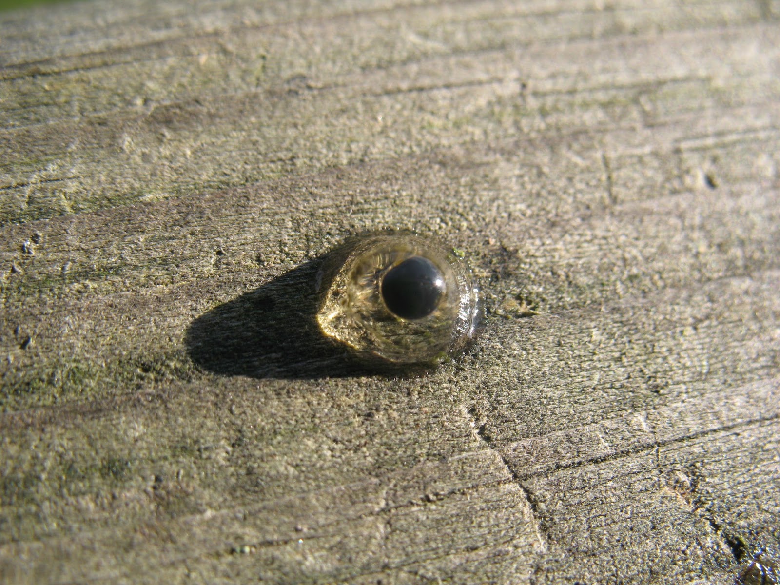 Depredación anuro Depredación anuro