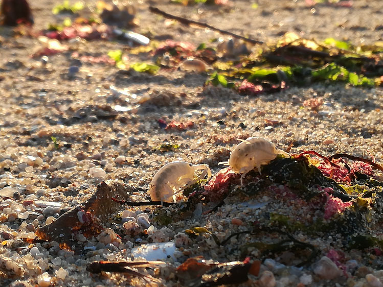 Pulgas de praia nas algas