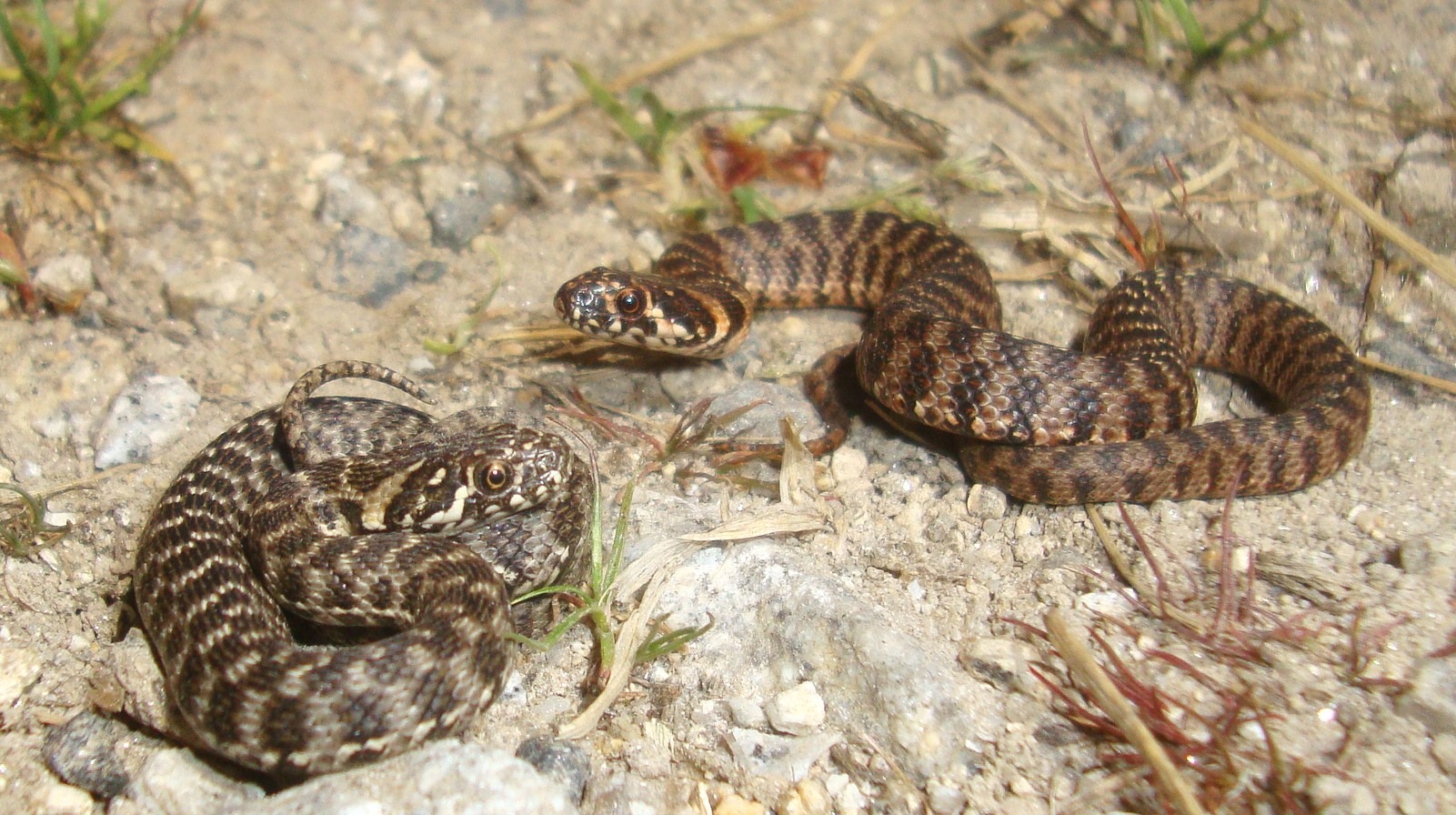 Xuvenil cobra viperina