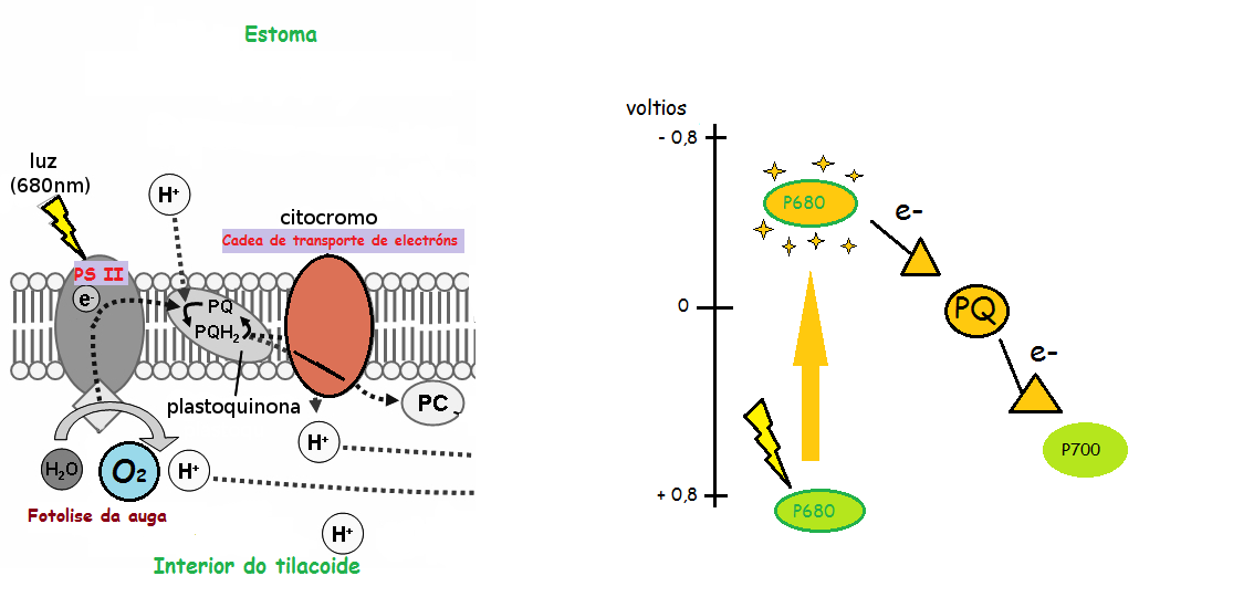 A cadea de transporte de electróns