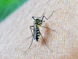 Imaxe: mosquito sobre a pel