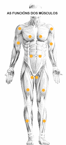 OS PRINCIPAIS MÚSCULOS E AS SÚAS FUNCIÓNS