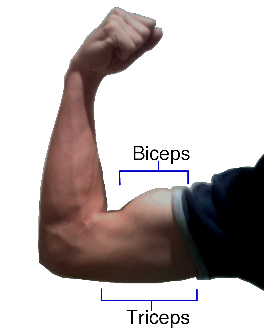 flexión de antebrazo sobre brazo