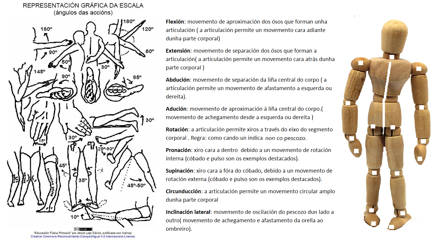 mobilidade articular