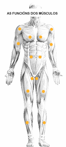 OS MÚSCULOS E AS SÚAS FUNCIÓNS OS PRINCIPAIS MÚSCULOS E AS SÚAS FUNCIÓNS