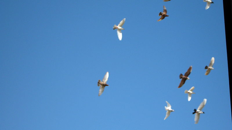 Pigeon racing