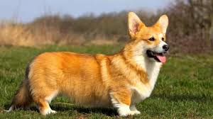 Welsh Corgis dog