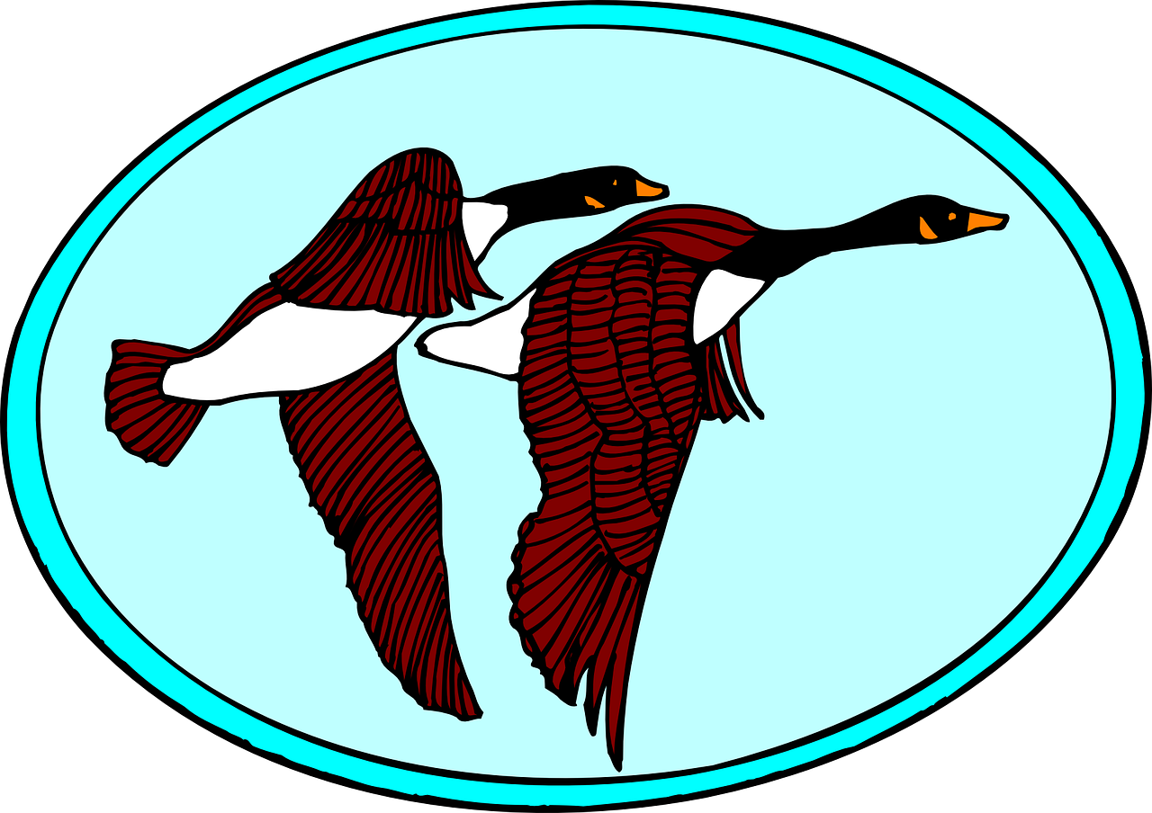 Patos Patos voando sobre fondo azul