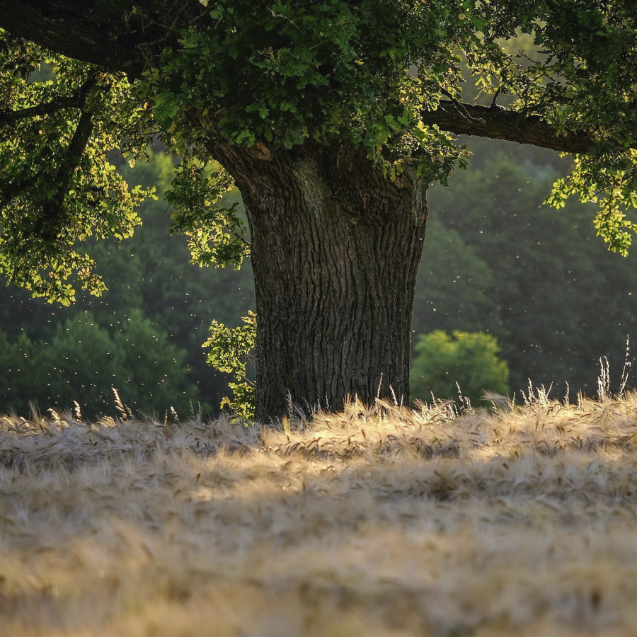 Árbore Árbore centenaria