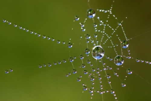 Tea de araña con gotiñas de auga