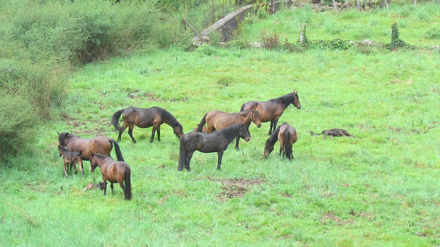 cabalos en Lobios