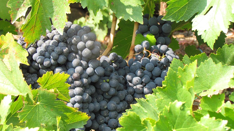 inicio sector primario