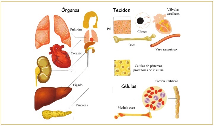 Niveis organizativos ser humano