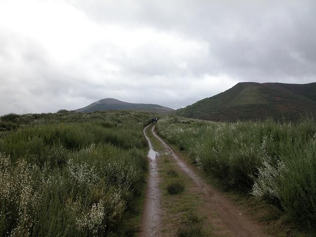 camiño entre xestas