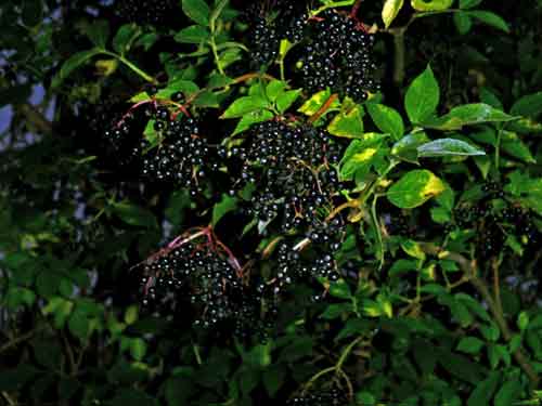 Froitos negros do sabugueiro