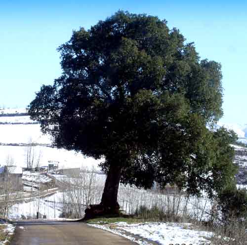 Exemplar de sobreira nevado
