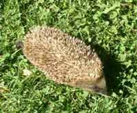 ourizo visto dende arriba