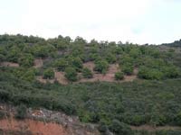 souto de castiñeiros