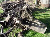 gran raíz de árbore arrincada