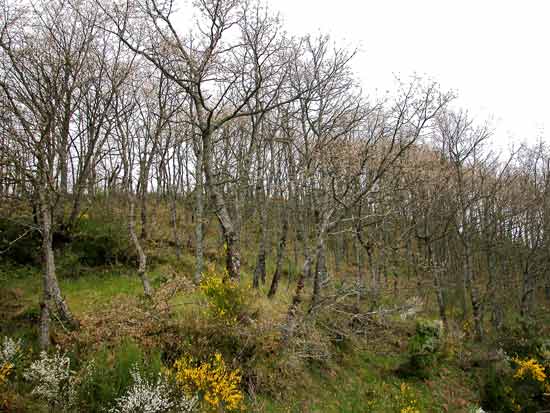 Exemplar de carballo