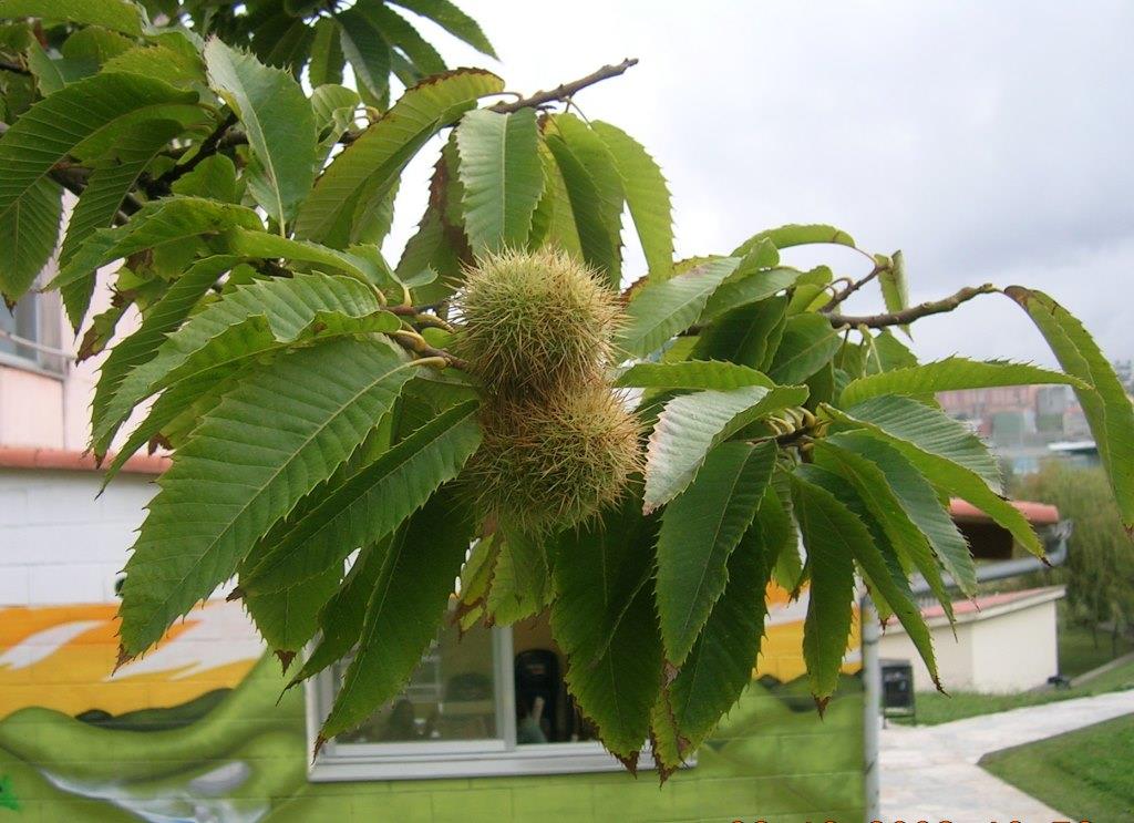 Ourizo dos castiñeiros