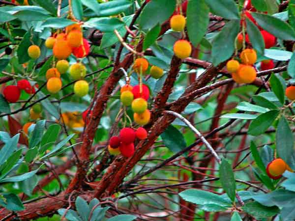 Exemplar de érbedo con froitos verdes e maduros
