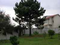 Exemplar de piñeiro