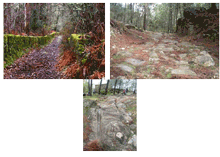 varios exemplos de corgas