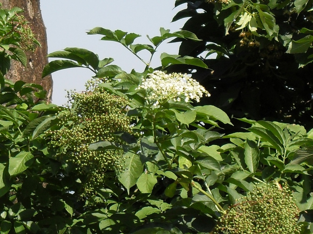 Flor branca do sabugueiro