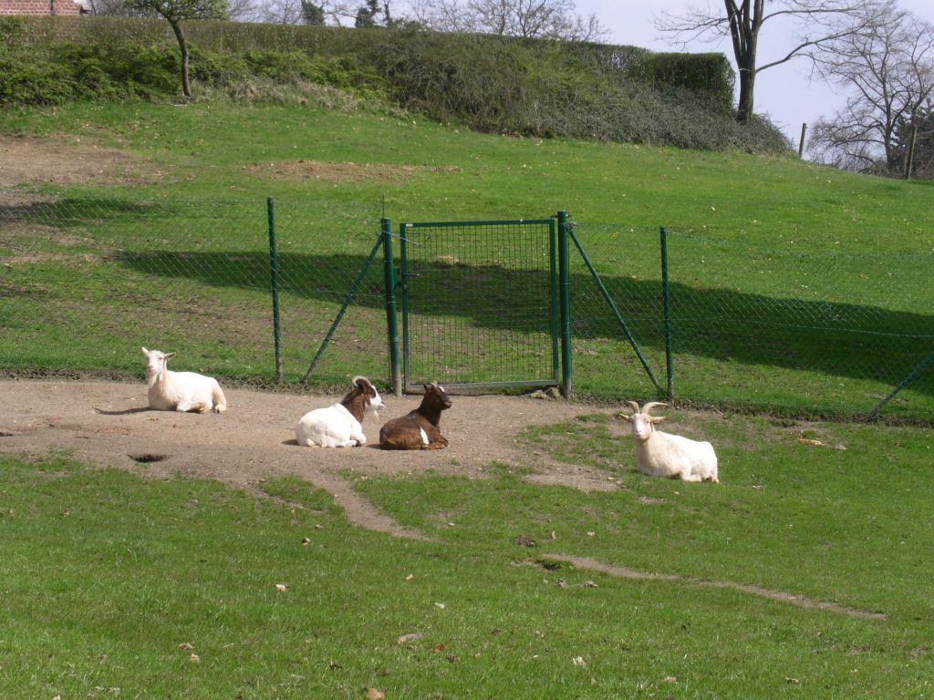 Grupo de cabras