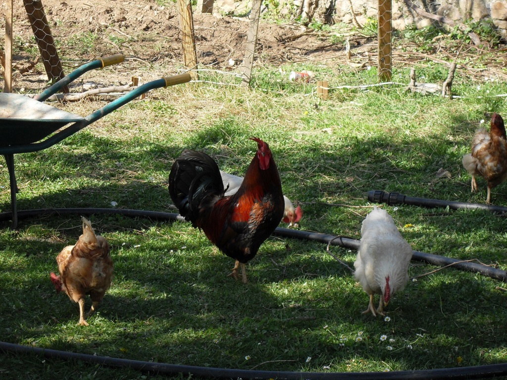 un galo e dúas galiñas