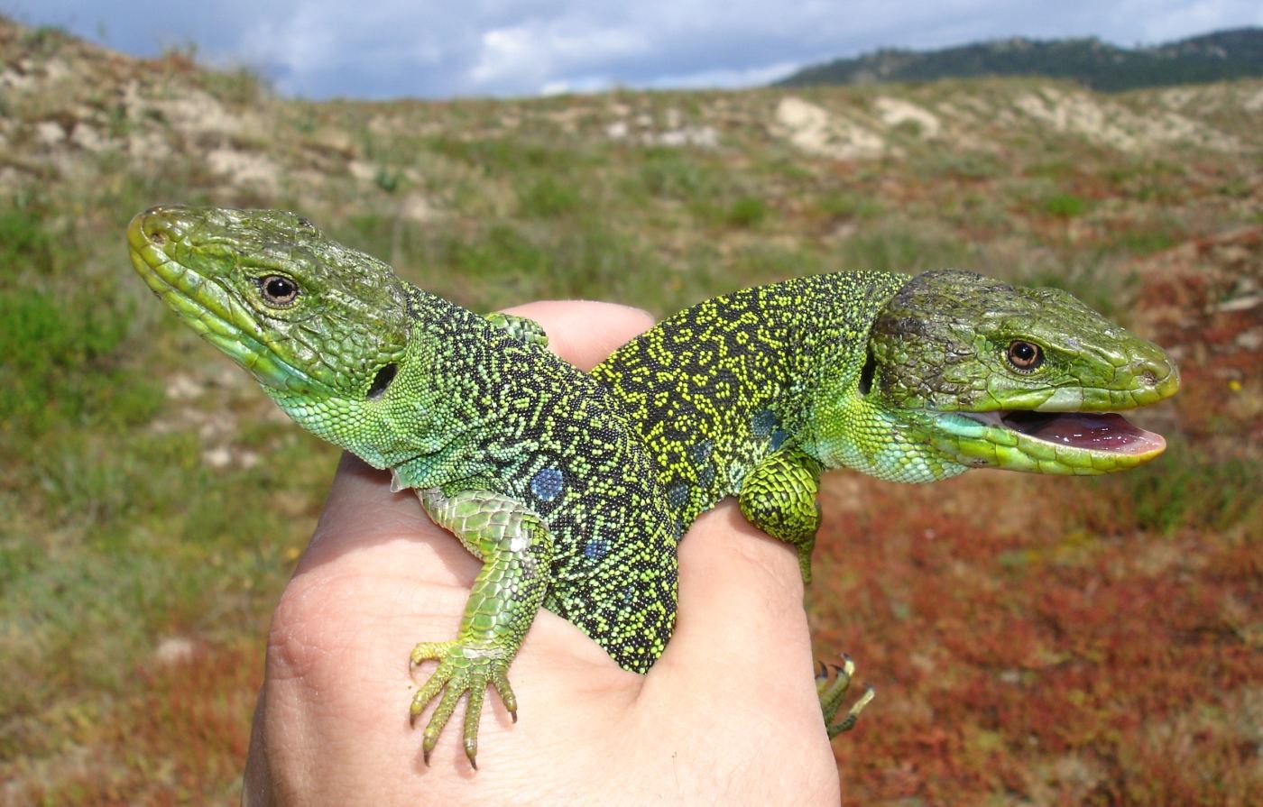 lagarto ocelado