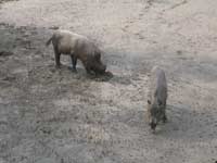 dous porcos fozando nunha gándara