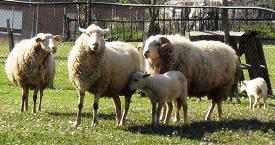 grupo de ovellas